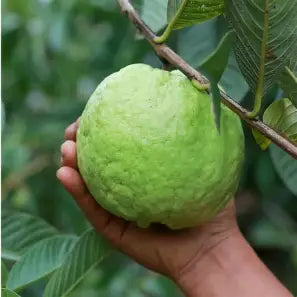 Freshly harvested Kilo White guava fruit