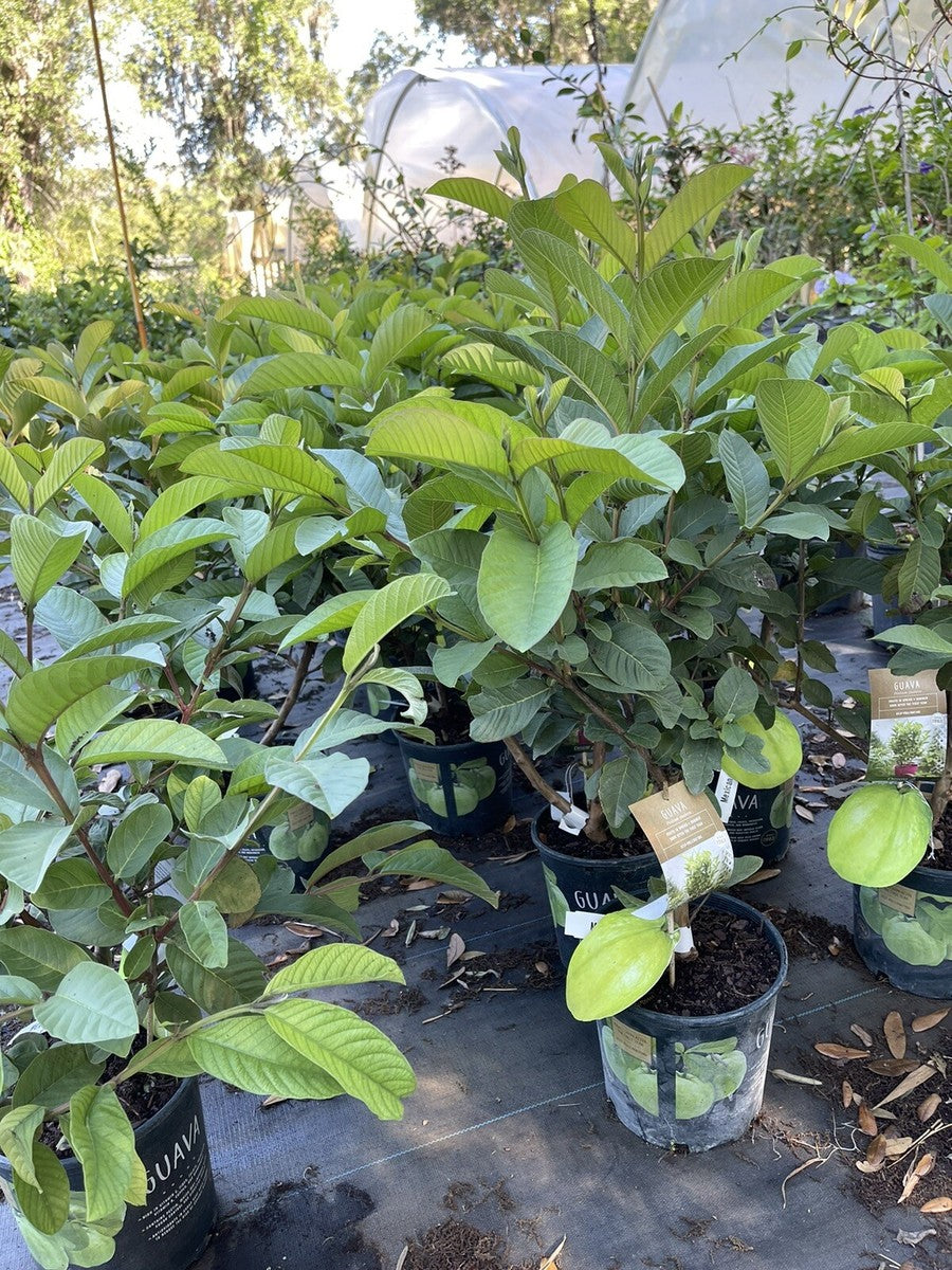 Kilo White guava tree growing in a nursery container