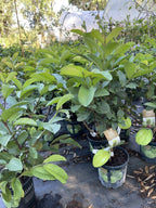 Kilo White guava tree growing in a nursery container