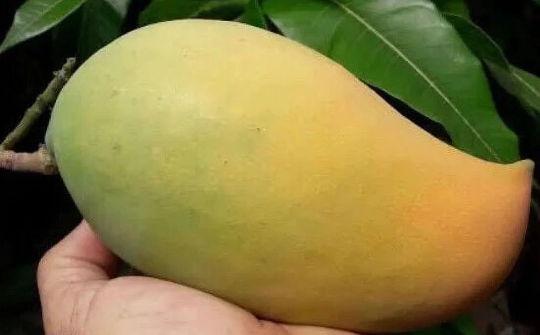 Lemon Zest Mango Tree – Island Gardeners Nursery