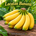 Lakatan Banana Plant