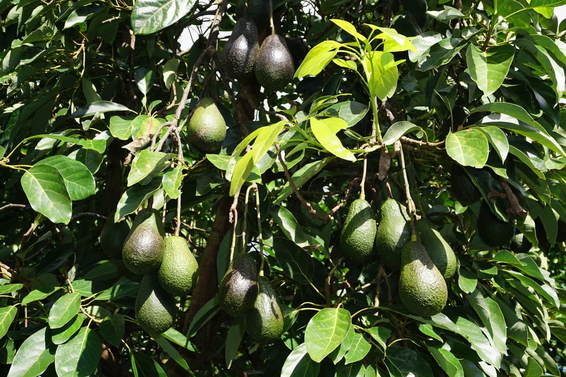 Lamb Hass Avocado Tree