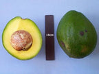 Large green Marcus Pumpkin avocado showing its rounded shape, with 1 fruit sliced in half showing golden creamy avocado 