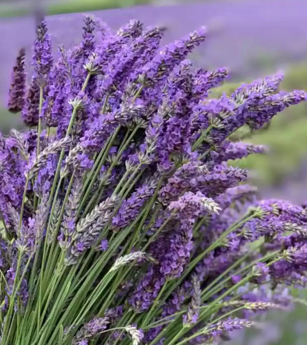 Organic Dried Lavender Flower | Island Gardeners Nursery
