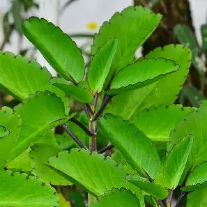 Upright stems bearing fleshy green oval leaves with scalloped edges.