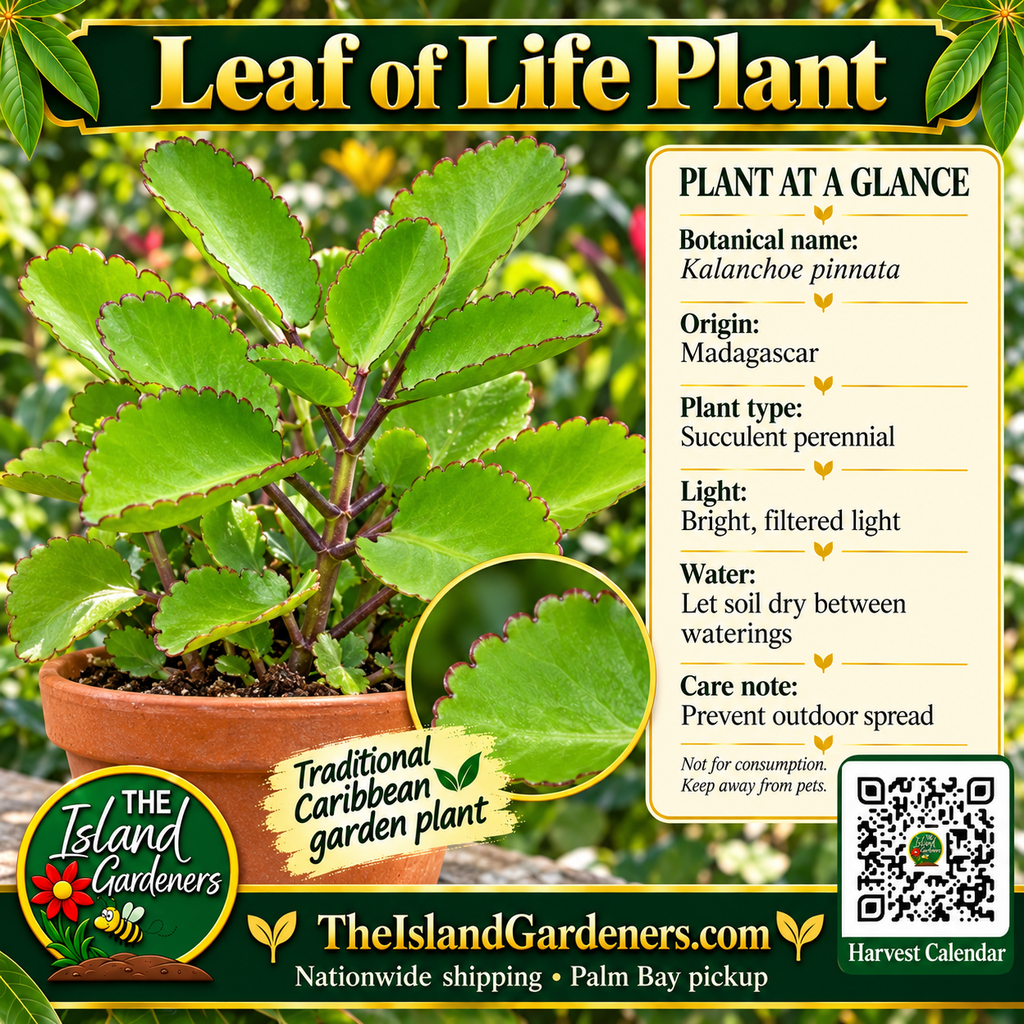 Leaf of Life plant graphic with broad scalloped succulent leaves, care information, The Island Gardeners logo, website, and Harvest Calendar QR code.