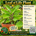 Leaf of Life plant graphic with broad scalloped succulent leaves, care information, The Island Gardeners logo, website, and Harvest Calendar QR code.