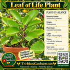 Leaf of Life plant graphic with broad scalloped succulent leaves, care information, The Island Gardeners logo, website, and Harvest Calendar QR code.