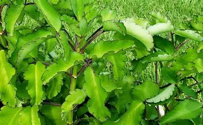 Dense green Leaf of Life foliage with broad succulent leaves and scalloped margins.