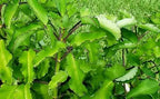 Dense green Leaf of Life foliage with broad succulent leaves and scalloped margins.