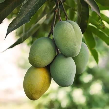 Small green and pink-blushed Lil Gem mangoes hanging from low leafy branches