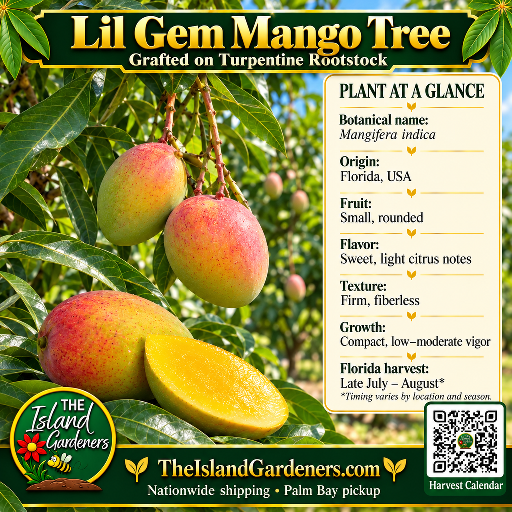 Lil Gem Mango Tree graphic with small blushed fruit, plant facts, grafted Turpentine rootstock label and Harvest Calendar QR
