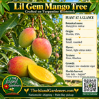 Lil Gem Mango Tree graphic with small blushed fruit, plant facts, grafted Turpentine rootstock label and Harvest Calendar QR