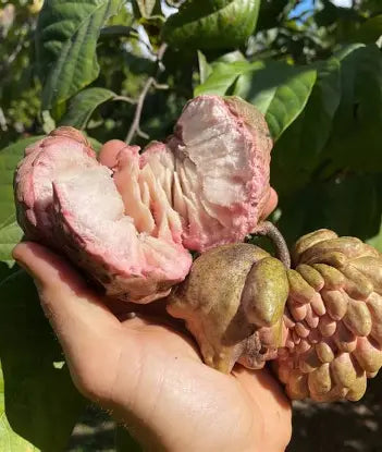 Cut Lisa atemoya showing creamy white flesh and dark seeds