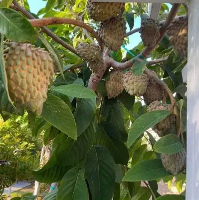 Green Lisa atemoya fruit growing on a branch