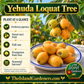 Cluster of yellow-orange loquats growing among green leaves. 