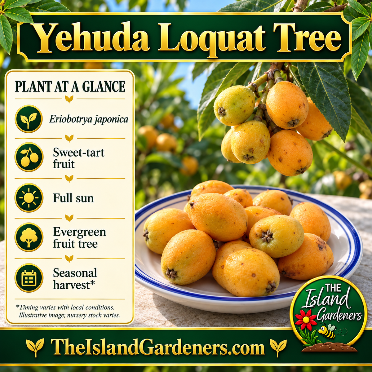 Cluster of yellow-orange loquats growing among green leaves. 