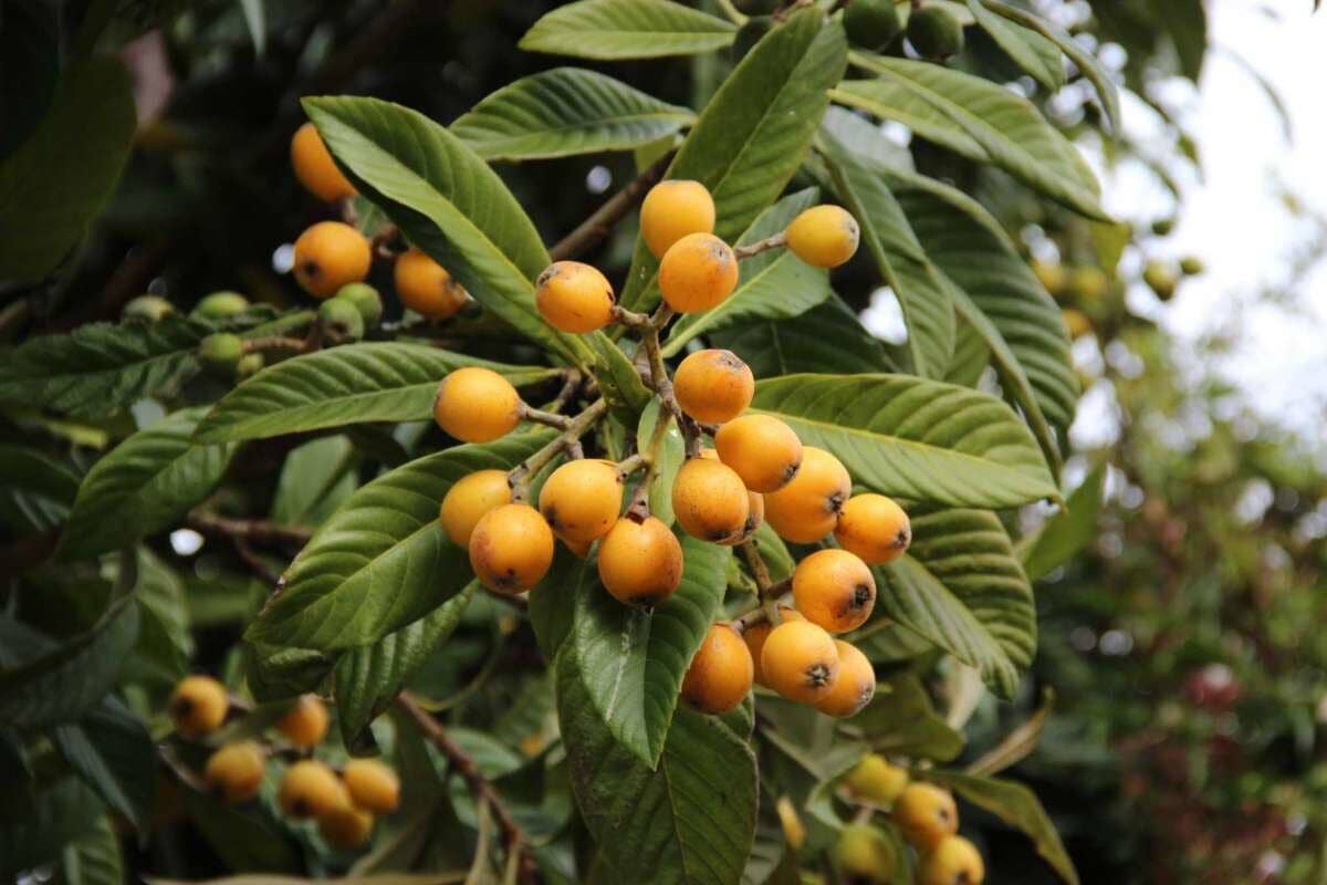 Cluster of yellow fruits on a tree branch with green leaves.