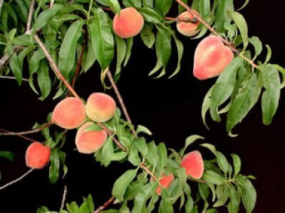 tropic beauty peach