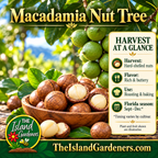 Macadamia nuts in green husks on a leafy branch above a wooden bowl of brown shells and exposed creamy kernels. 