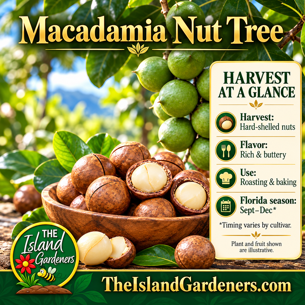 Macadamia nuts in green husks on a leafy branch above a wooden bowl of brown shells and exposed creamy kernels. 