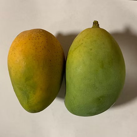Oval ripe mango resting on a white background.