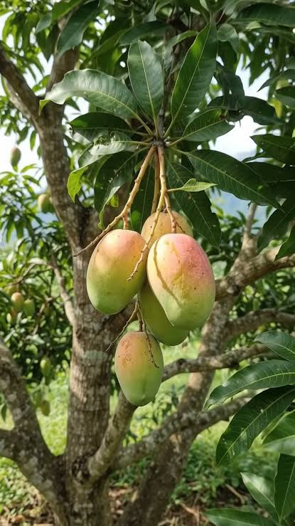 Cluster of oval green-yellow mangoes with subtle pink shoulders hanging from stems in a leafy tree.
