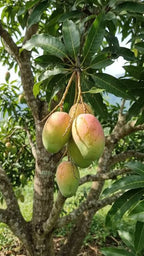 Cluster of oval green-yellow mangoes with subtle pink shoulders hanging from stems in a leafy tree.