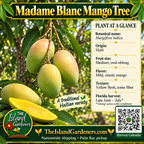 Madame Blanc mango product graphic with oval green-yellow fruit, growing information, The Island Gardeners logo, and Harvest Calendar QR code.