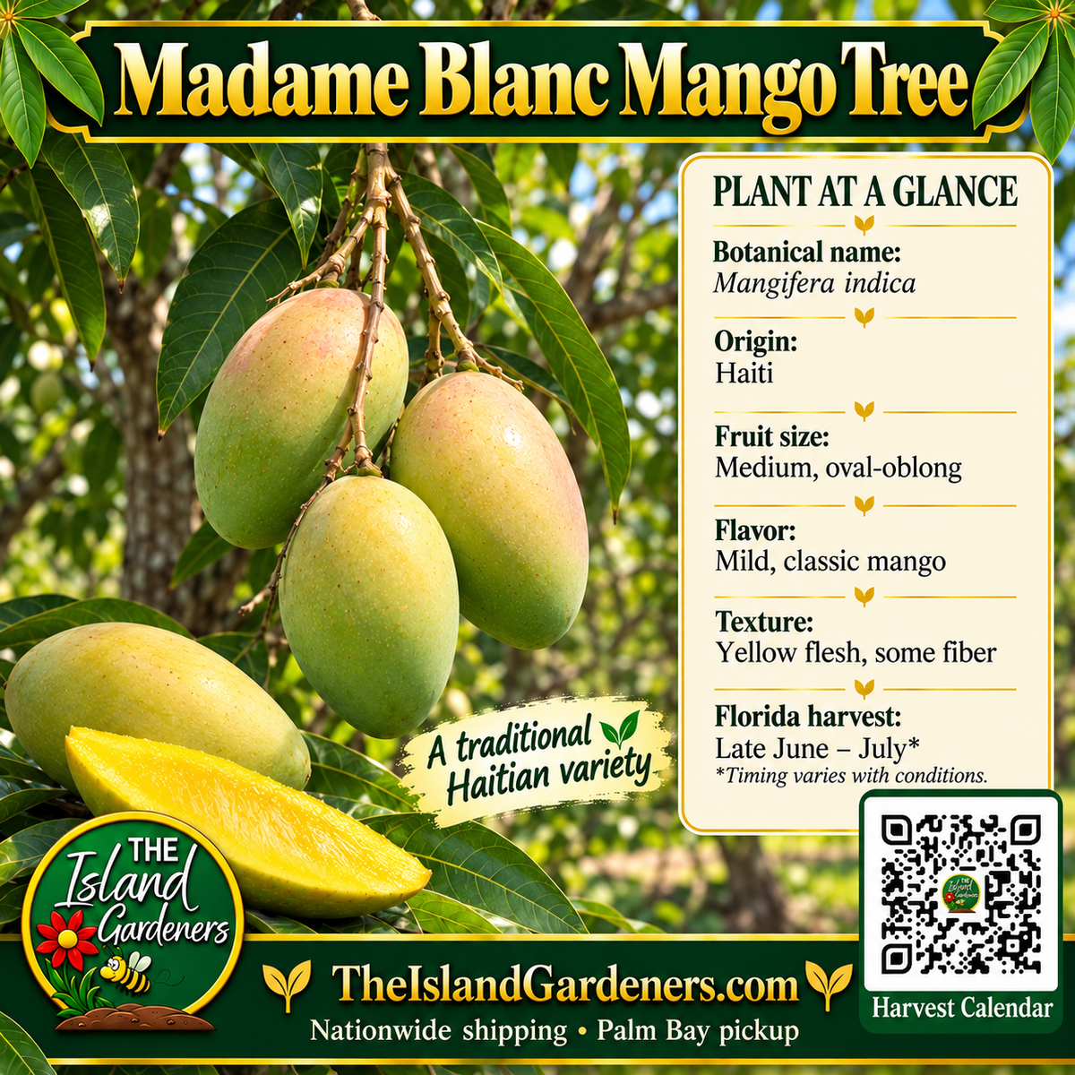 Madame Blanc mango product graphic with oval green-yellow fruit, growing information, The Island Gardeners logo, and Harvest Calendar QR code.