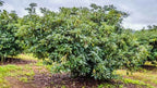Maria Black dwarf avocado tree available in Palm Bay Florida