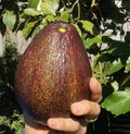Dark-skinned Dard Maria Black avocado fruit
