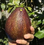 Dark-skinned Dard Maria Black avocado fruit