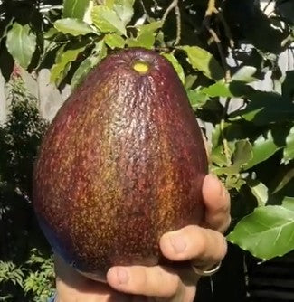Dark-skinned Dard Maria Black avocado fruit