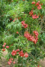 Clusters of pink-red Mauritius lychees hanging among long glossy green leaflets