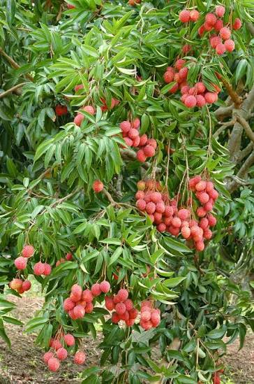 Clusters of pink-red Mauritius lychees hanging among long glossy green leaflets