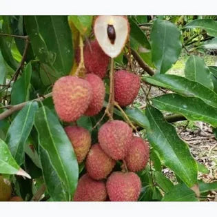 Pink-red lychee fruit on a leafy branch with a cut fruit showing white flesh and brown seed