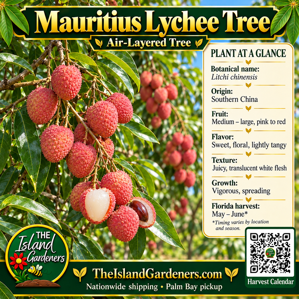 Mauritius Lychee Tree graphic with pink-red fruit clusters, plant facts, air-layered label and Harvest Calendar QR