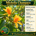 Illustrated golden Champaca flowers and green leaves with a tree in the background, care panel, and The Island Gardeners logo.