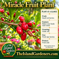 Red oval miracle fruit berries growing along woody branches among glossy green leaves in a tropical garden. 