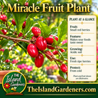 Red oval miracle fruit berries growing along woody branches among glossy green leaves in a tropical garden. 