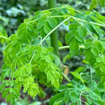 Moringa branches bearing compound leaves with many small rounded green leaflets.