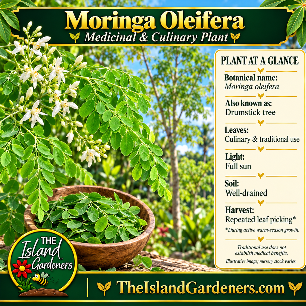 Moringa plant graphic with small green leaflets, cream-white flowers, harvested leaves, and The Island Gardeners branding.