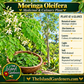 Moringa plant graphic with small green leaflets, cream-white flowers, harvested leaves, and The Island Gardeners branding.