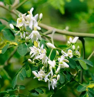 Small cream-white moringa flowers clustered among green leaflets.