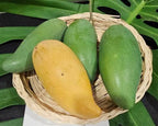 Green and yellow Mun Kun Si mangoes arranged in a woven basket.