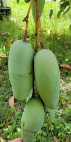 Three elongated green Mun Kun Si mangoes hanging together from a branch.