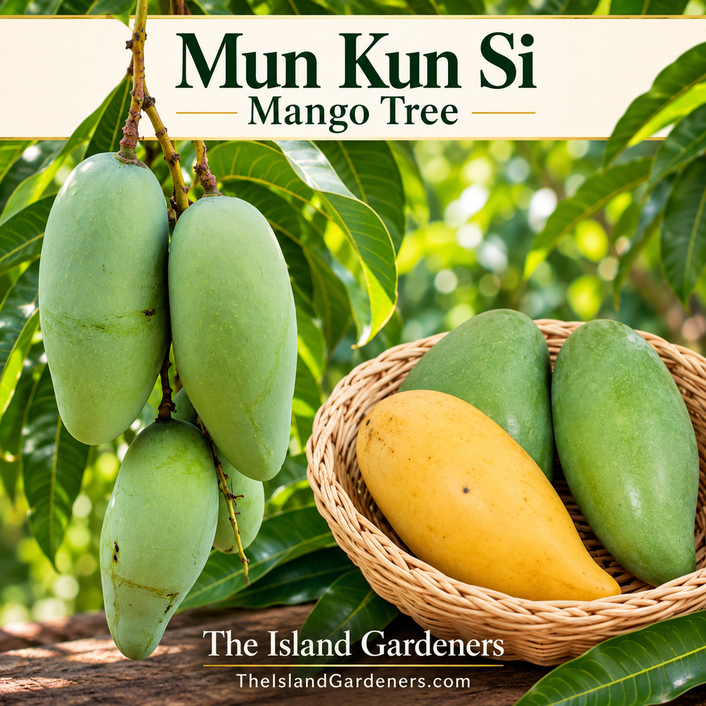 Mun Kun Si mangoes growing on a branch beside a basket of green and yellow fruit, with The Island Gardeners name and website.