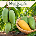 Mun Kun Si mangoes growing on a branch beside a basket of green and yellow fruit, with The Island Gardeners name and website.