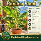 Young banana plant with broad green leaves in a terracotta pot on a rustic tropical veranda. 